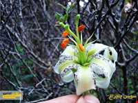 گل سوسن چلچراغ در روستای داماش