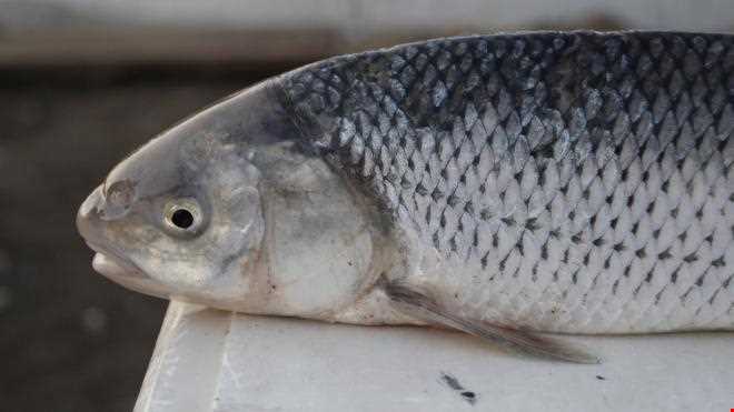 Mahi sefid(white fish)
