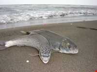 Mahi sefid(white fish)