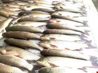 Mahi sefid(white fish)