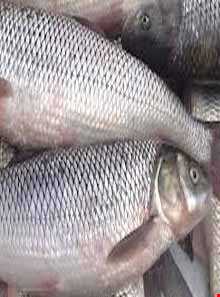 Mahi sefid(white fish)