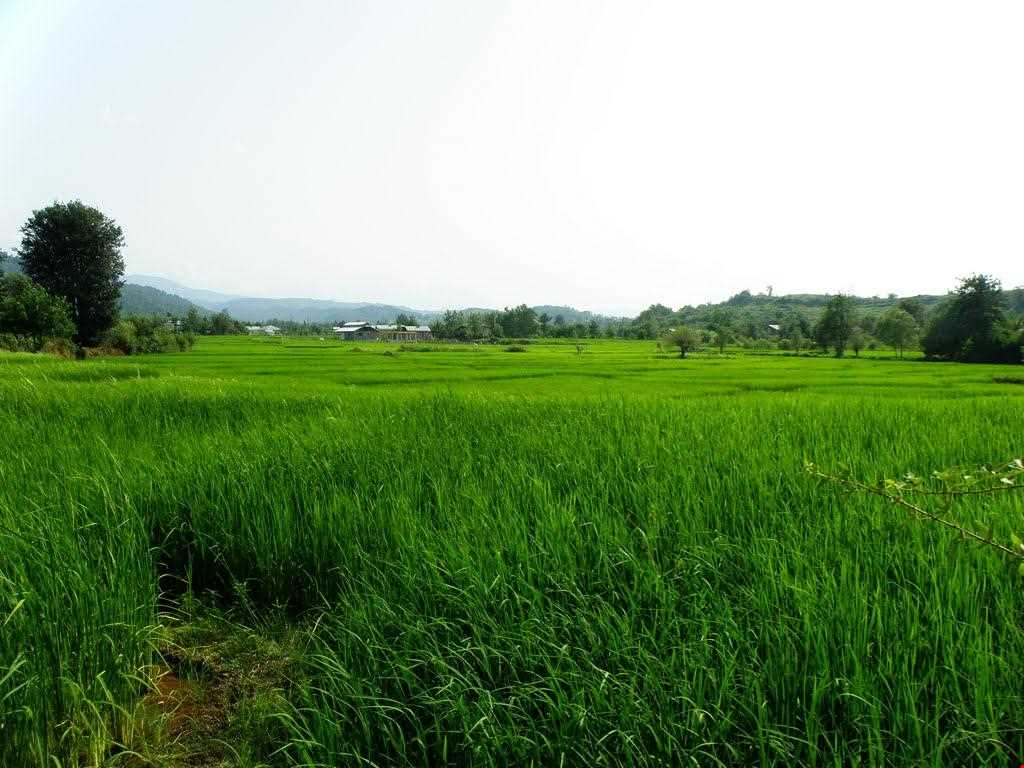 برنج آستانه اشرفیه