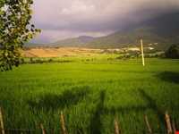 برنج آستانه اشرفیه