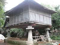 برنج آستانه اشرفیه