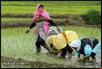 برنج آستانه اشرفیه