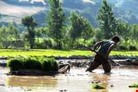 برنج آستانه اشرفیه