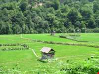 برنج آستانه اشرفیه