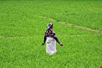 برنج آستانه اشرفیه