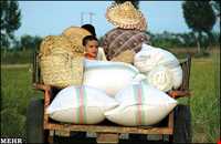 برنج آستانه اشرفیه