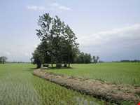 برنج آستانه اشرفیه