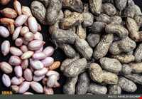 بادام زمینی آستانه اشرفیه