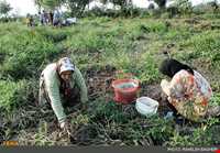 بادام زمینی آستانه اشرفیه