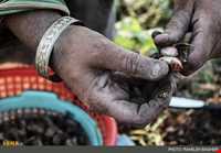 بادام زمینی آستانه اشرفیه