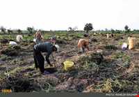 بادام زمینی آستانه اشرفیه