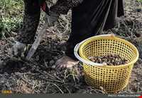 بادام زمینی آستانه اشرفیه