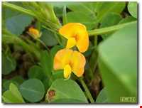 بادام زمینی آستانه اشرفیه