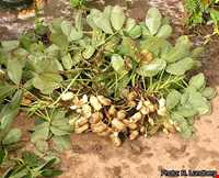 بادام زمینی آستانه اشرفیه