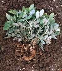 بادام زمینی آستانه اشرفیه