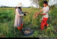 بادام زمینی آستانه اشرفیه