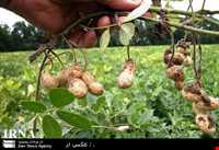 بادام زمینی آستانه اشرفیه