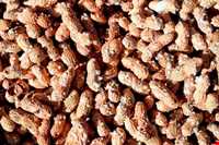 بادام زمینی آستانه اشرفیه