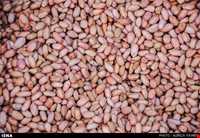 بادام زمینی آستانه اشرفیه