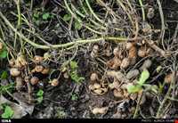 بادام زمینی آستانه اشرفیه