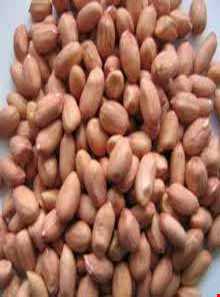 بادام زمینی آستانه اشرفیه