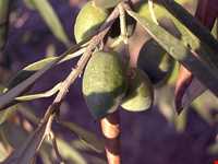 زیتون رودبار