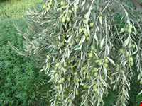 زیتون رودبار