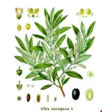 زیتون رودبار