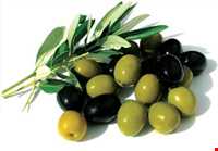 زیتون رودبار