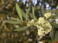 زیتون رودبار