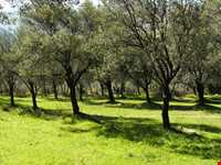 زیتون رودبار