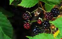 تمشک یا بولوش