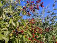 تمشک یا بولوش