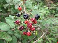 تمشک یا بولوش