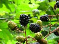 تمشک یا بولوش