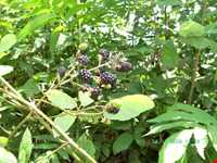 تمشک یا بولوش