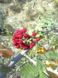 تمشک یا بولوش