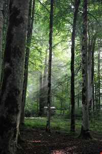 روستای لاویج