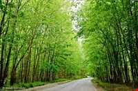 دریاچه الیمالات