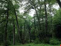 Palang Darreh Forest and waterFall