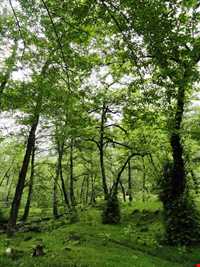 منطقه دو هزار