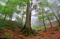 Namak Abrud ( Namakabroud )