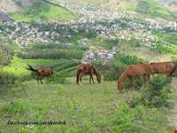 روستای جواهرده