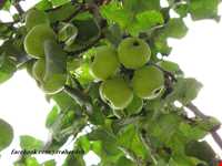 روستای جواهرده