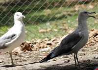 باغ پرندگان فریدونکنار