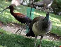 باغ پرندگان فریدونکنار