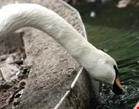 باغ پرندگان فریدونکنار